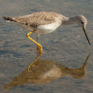 Meet your Posher, Dong